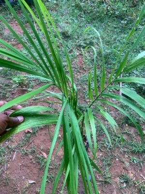 Royal Palm Plant