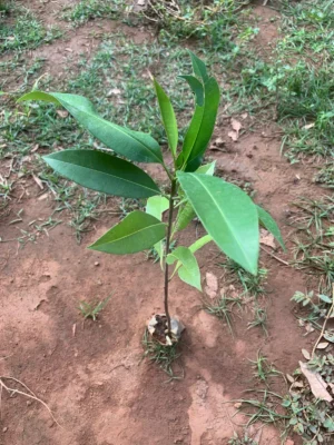 Sapota Plant