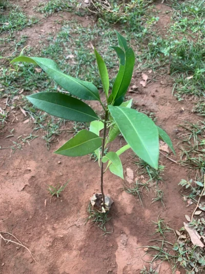 Sapota Plant