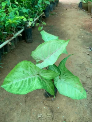 Syngonium Green and White Shade