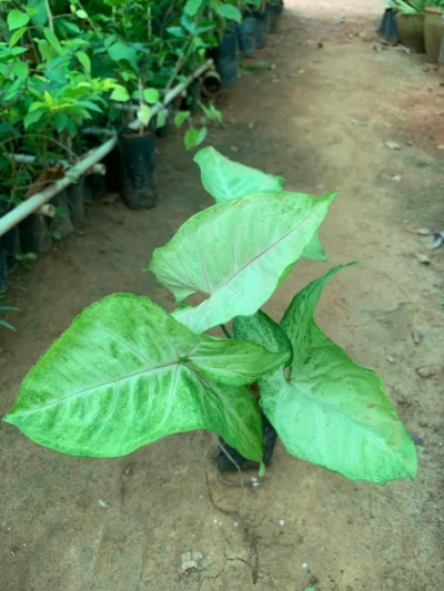 Syngonium Green and White Shade