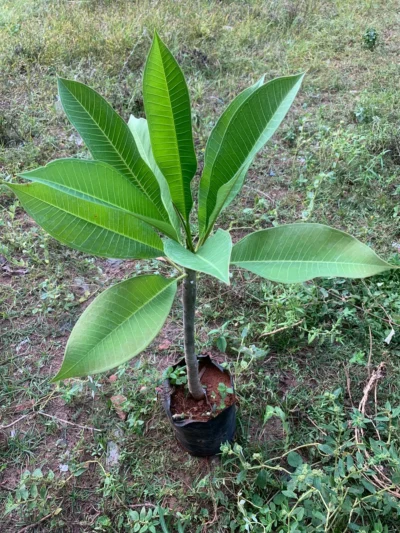 Temple Tree Plant