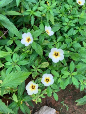 Turnera Subulata Plant