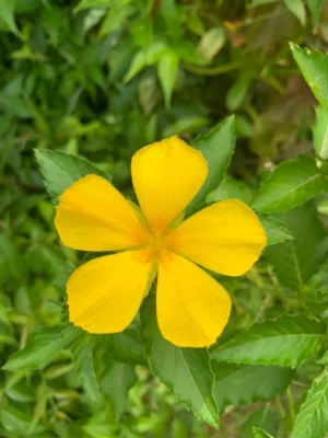Turnera ulmifolia