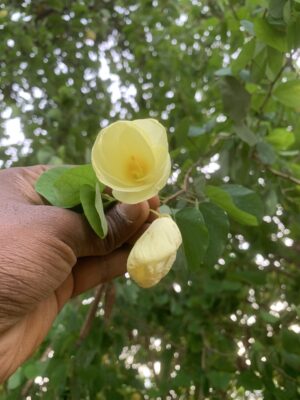 Yellow Mantharai - Manjal Mantharai - Bauhinia Acuminata - மஞ்சள் மந்தாரை