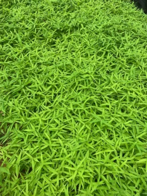 Bamboo