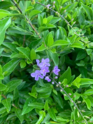 Duranta Erecta Green