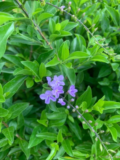 Duranta Erecta Green