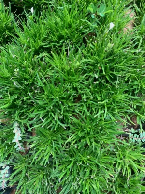 Hemigraphis Repanda