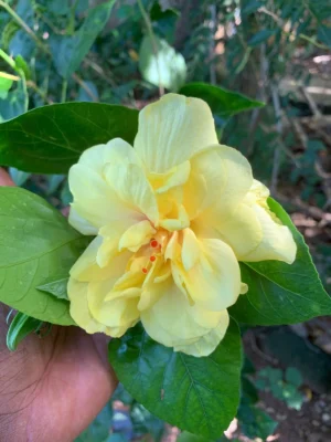 Hibiscus Yellow Hybrid