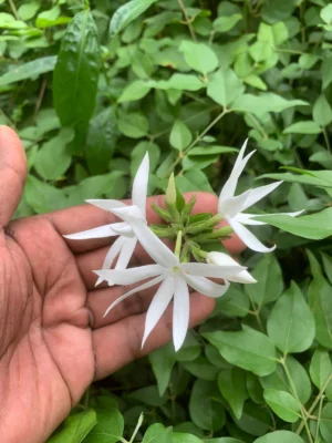 Kakatan White Flower
