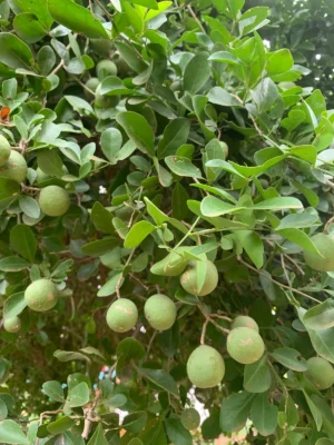 Kuruntha Maram