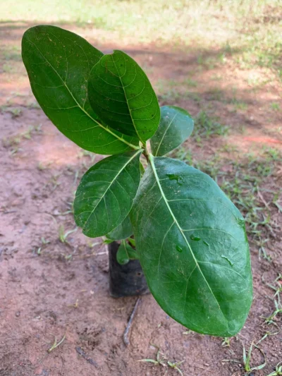 Parijatham Hybrid Plant