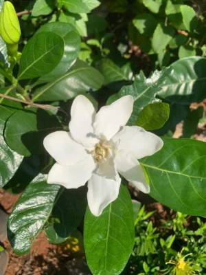 Parijatham Hybrid Plant