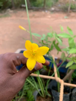 Rain Lily Plant(Yellow) – Zephyrlily – Zephyranthes Grandiflora