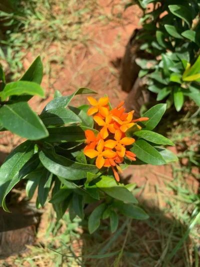 Ixora Orange Dwarf Plant
