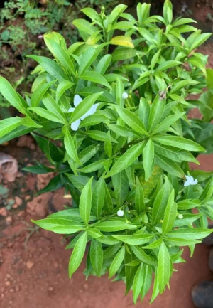 Nanthiyavattai MIni Green Color