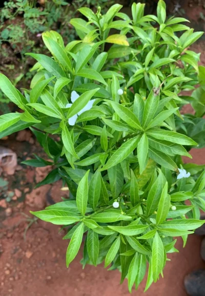 Nanthiyavattai MIni Green Color