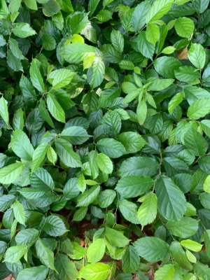 Aavi Tree Sapling