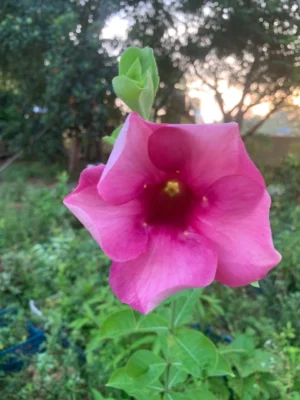 Allamanda Purple Live Plant