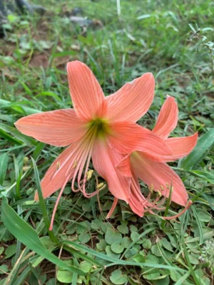 Amaryllis lily Live Plant