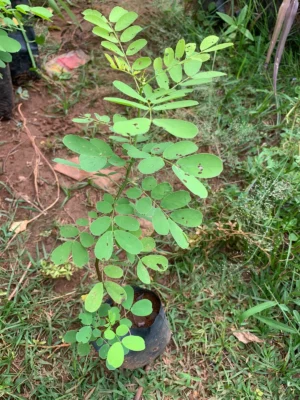 Avaram Poo Tree Sapling