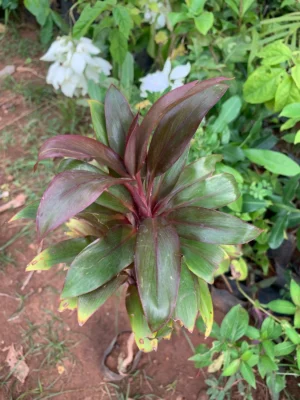 Cordyline Fruticosa Live Plant