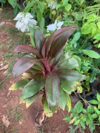 Cordyline Fruticosa Live Plant