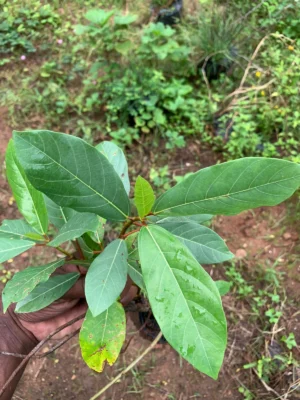 Country Fig Plant