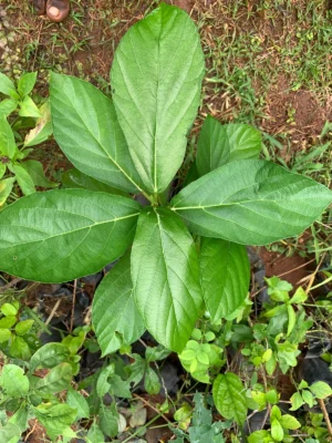 Ficus Hispida