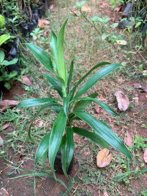 Green Pleomele Live Plant