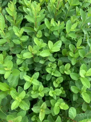 Guava Fruit Plant
