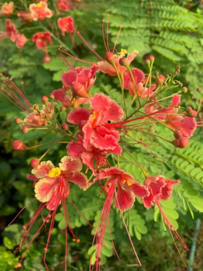 Gulmohar Plant
