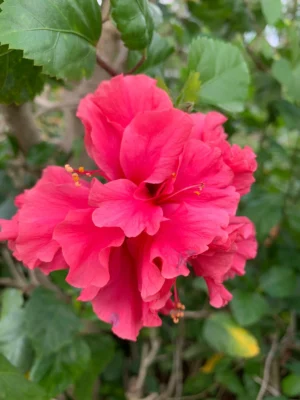 Hibiscus Double Layer Pink