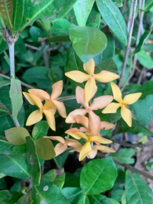 Ixora Sandal Live Plant(Tall)