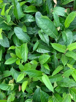 Jackfruit Tree Sapling