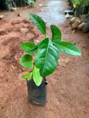 Kadarangai Live Plant