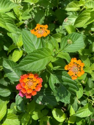 Lantana Flowering Plant