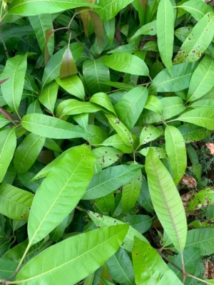 Mango Tree Sapling