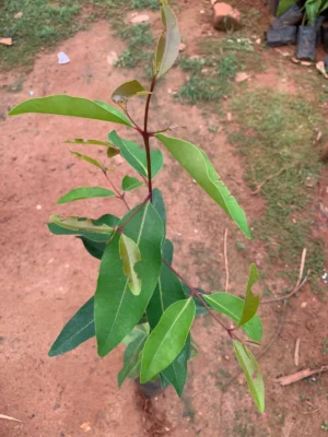 Naval Pazham
