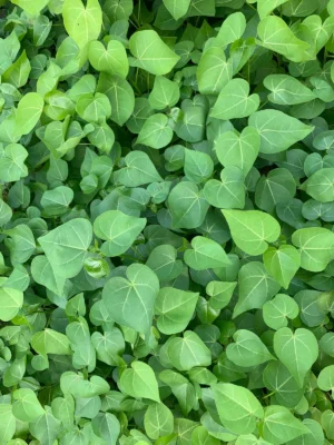 Poovarasu Tree Sapling