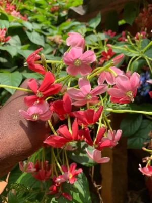 Rangoon Creeper Fragrance Plant