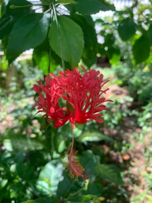 Spider Hibiscus Plant