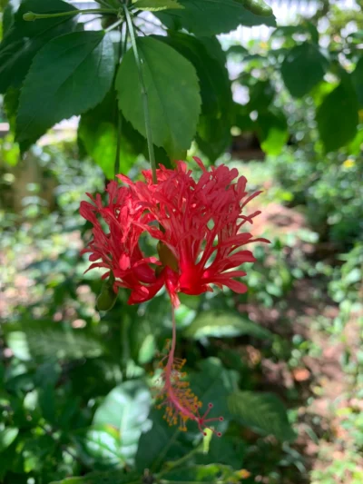 Spider Hibiscus Plant