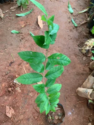 Veppalai