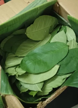 Vetpalai Fresh Leaves