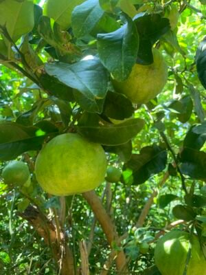Kadarangai Live Plant - Wild Lemon Plant - கடாரங்கை மரக்கன்று