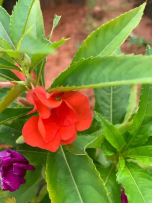 Balsam Flower Live Plant