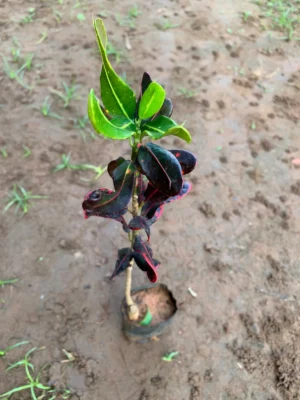 Croton Mammy Live Plant