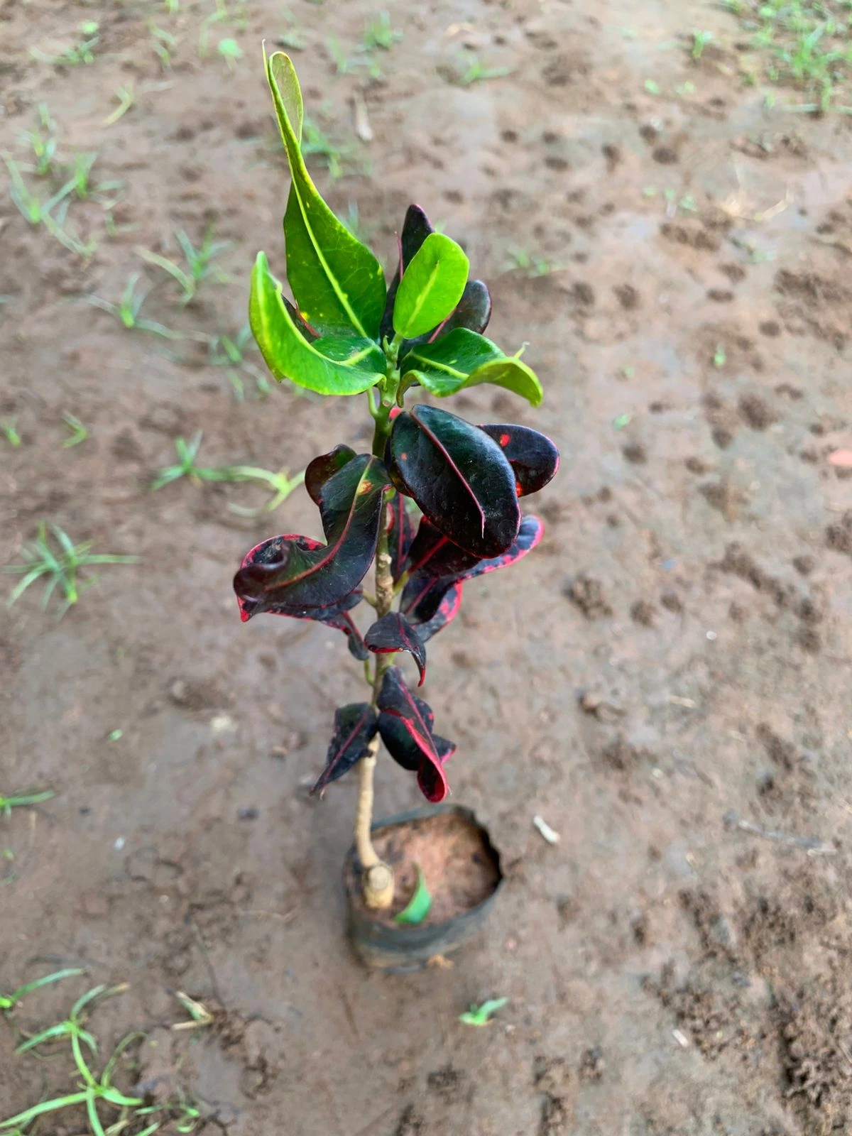 Croton Mammy Live Plant